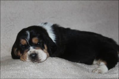 Les chiots de Basset Hound