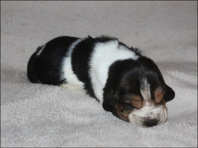 Les chiots de Basset Hound