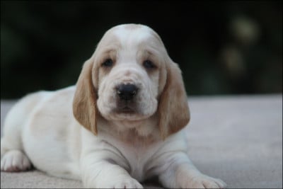 Les chiots de Basset Hound