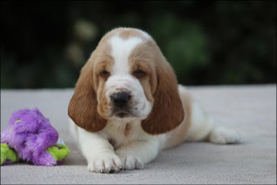 Les chiots de Basset Hound