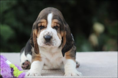 Les chiots de Basset Hound