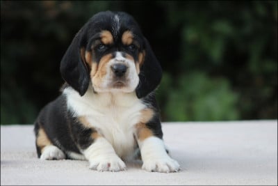 Les chiots de Basset Hound