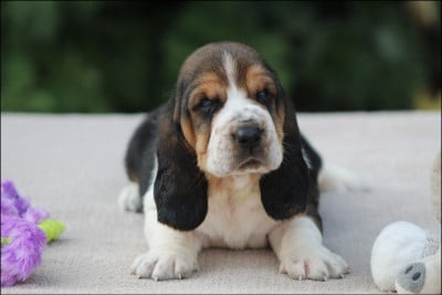 Les chiots de Basset Hound
