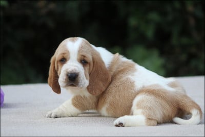 Les chiots de Basset Hound