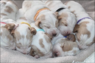 Les chiots de Basset Hound