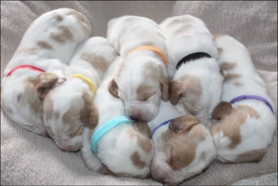 Les chiots de Basset Hound