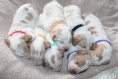 Les chiots de Basset Hound