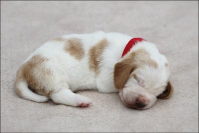 Les chiots de Basset Hound