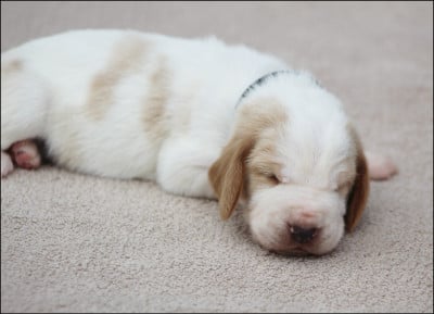 Les chiots de Basset Hound