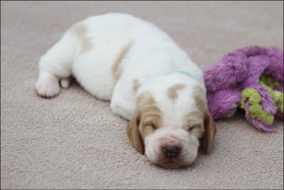 Les chiots de Basset Hound