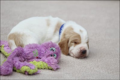 Les chiots de Basset Hound
