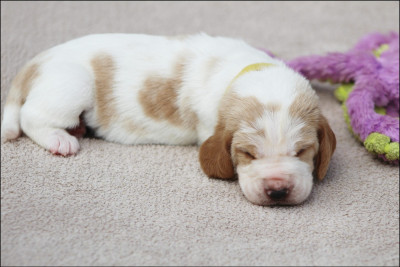 Les chiots de Basset Hound