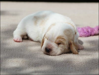 Les chiots de Basset Hound