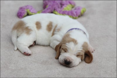 Les chiots de Basset Hound
