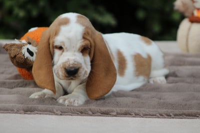 Les chiots de Basset Hound