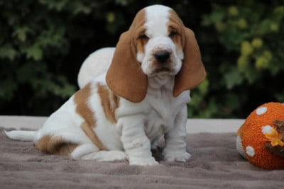 Les chiots de Basset Hound