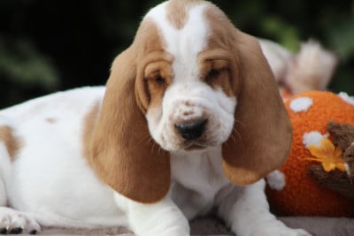 Les chiots de Basset Hound
