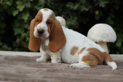 Les chiots de Basset Hound