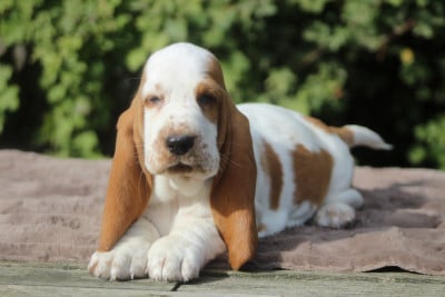 Les chiots de Basset Hound