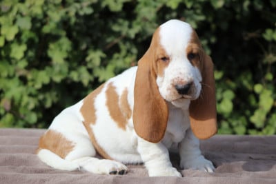 Les chiots de Basset Hound