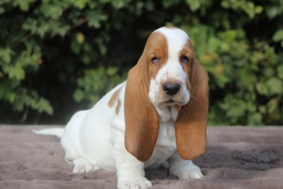 Les chiots de Basset Hound