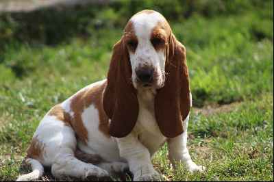Les chiots de Basset Hound