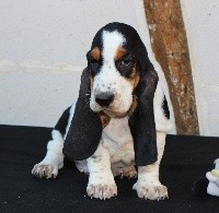 De La Flamme Sacrée D'Hestia - Basset Hound - Portée née le 26/07/2018