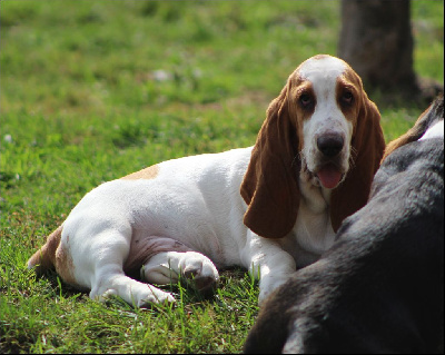 Les chiots de Basset Hound