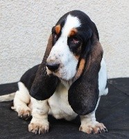 De La Flamme Sacrée D'Hestia - Basset Hound - Portée née le 26/07/2018
