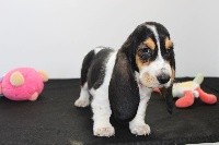 De La Flamme Sacrée D'Hestia - Basset Hound - Portée née le 08/08/2018