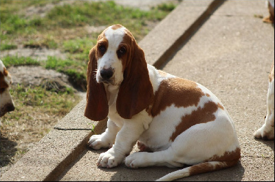 Les chiots de Basset Hound