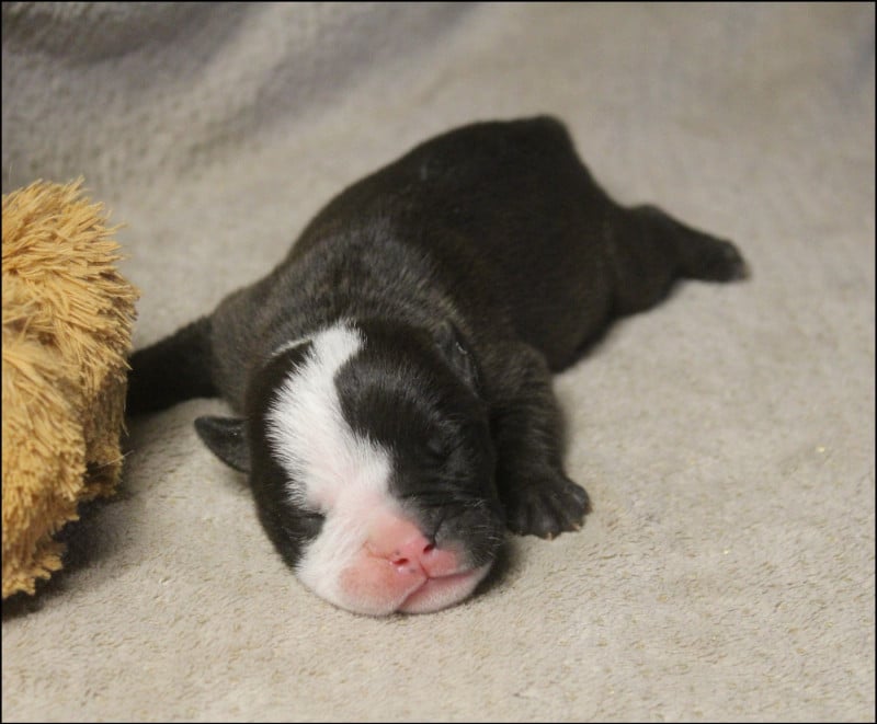 Bulldog continental - De La Flamme Sacrée D'Hestia