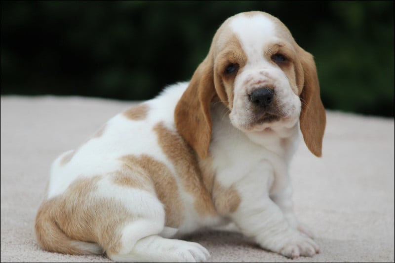 Basset Hound - De La Flamme Sacrée D'Hestia