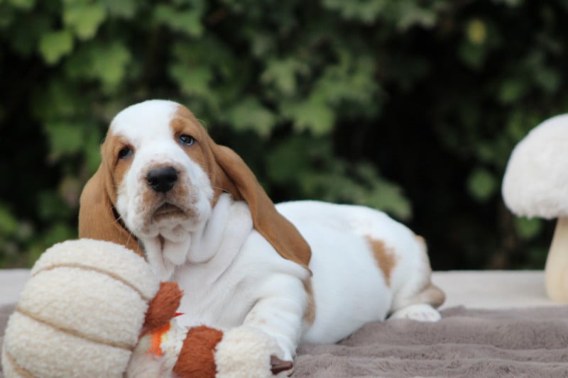 Basset Hound - De La Flamme Sacrée D'Hestia