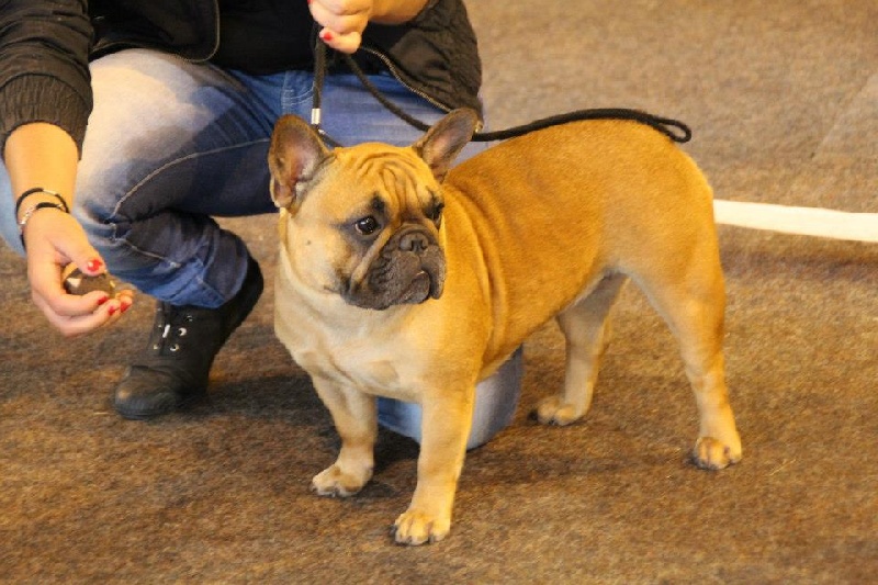 Kléa bella Malevarc Occhi d'Amore - Excellent non classé+ confirmation