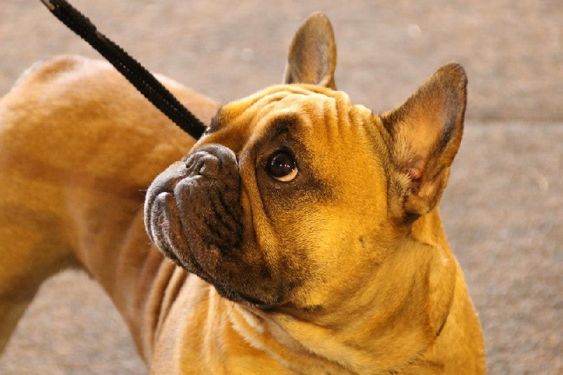 Kléa bella Malevarc Occhi d'Amore - 3 éme excellent en cj