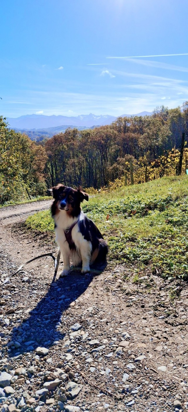 Syrah De L'étoile Des Louves