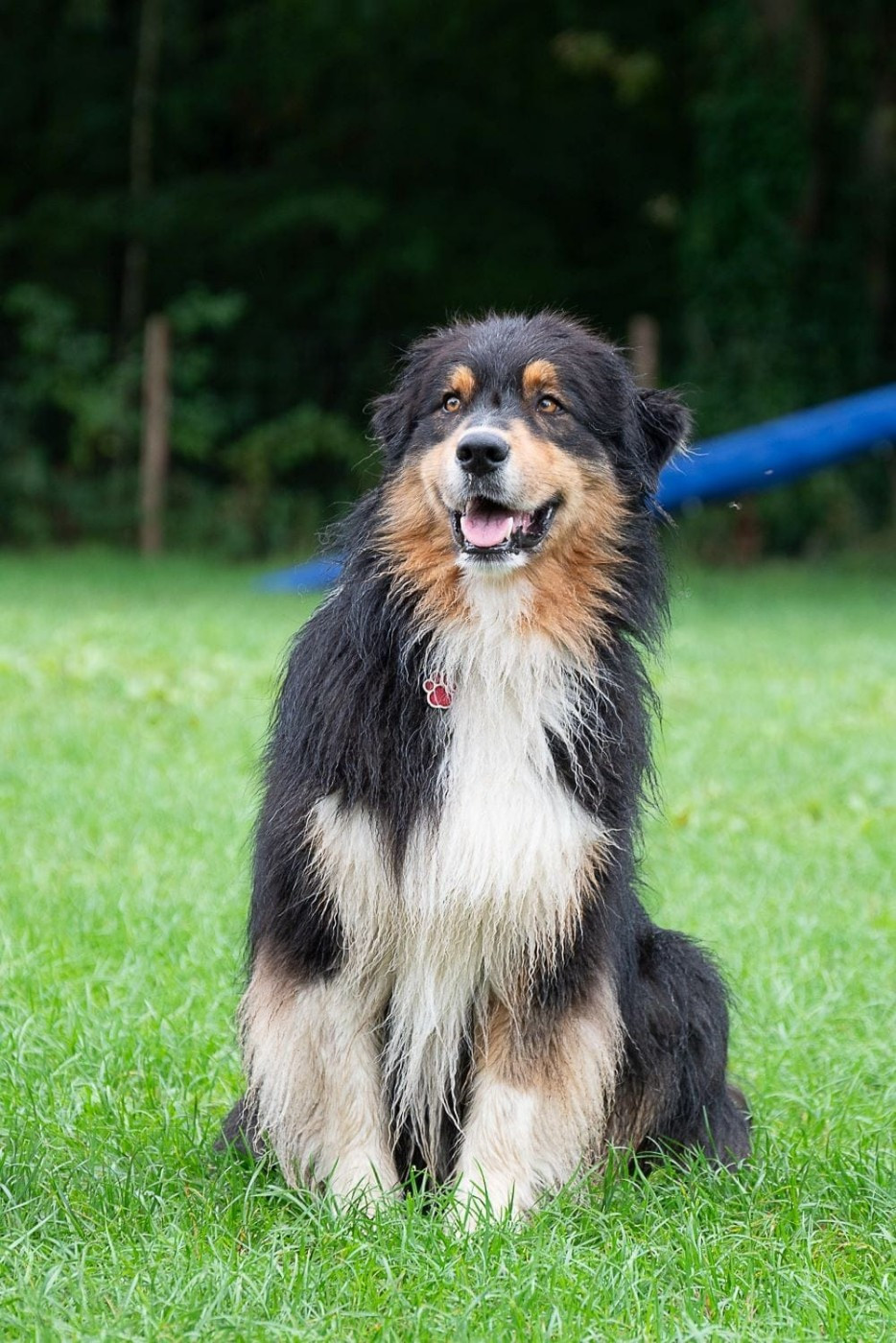 Sysko De L'étoile Des Louves