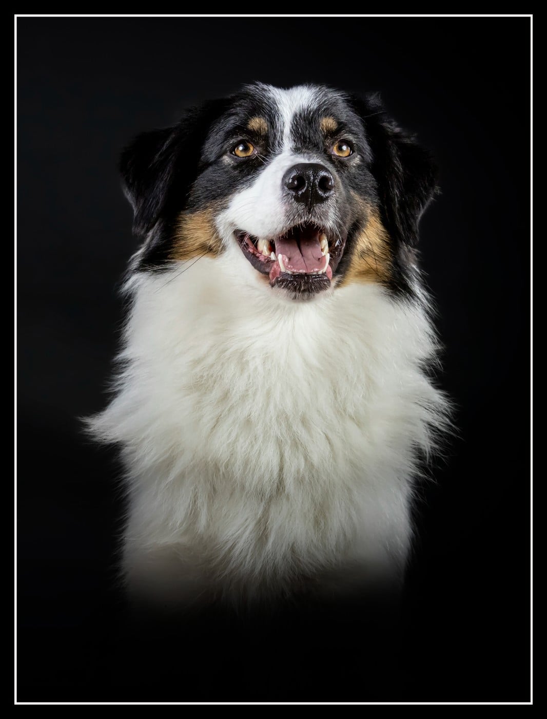 Publication : De L'étoile Des Louves Auteur : Valérie Teppe