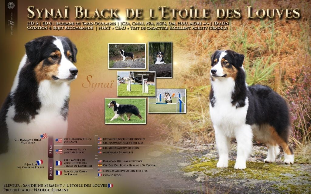 Publication : De L'étoile Des Louves Auteur : S. Serment