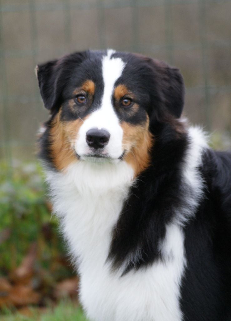 Synaï black De L'étoile Des Louves - 1ère TRÈS PROMETTEUR en CPF