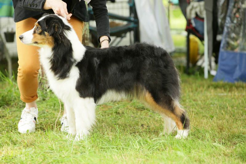 Synaï black De L'étoile Des Louves - 4ème EXCELLENT en COF