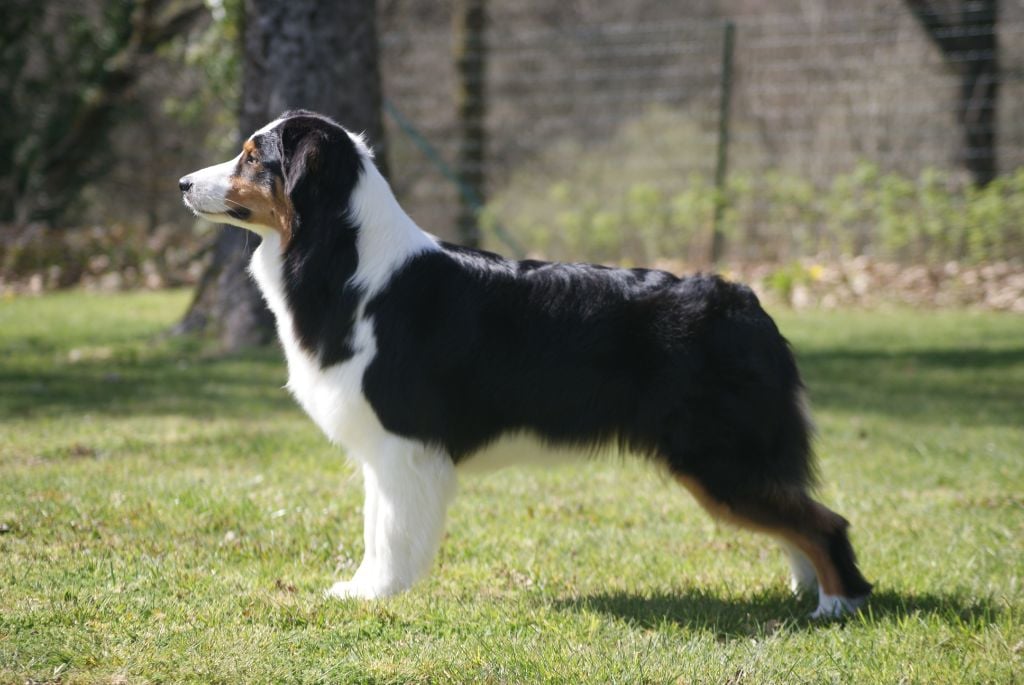 Synaï black De L'étoile Des Louves - 4ème EXCELLENT en CIF