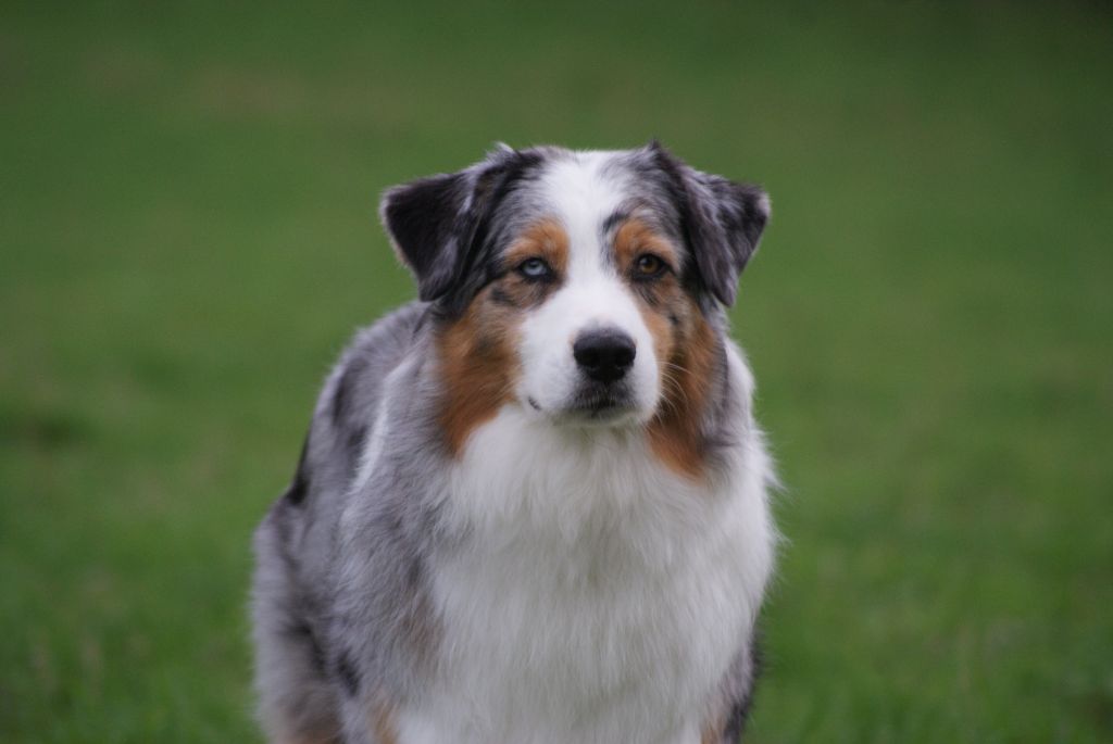 N-joy life des cimes de Pyrène - 3ème EXCELLENT en COF