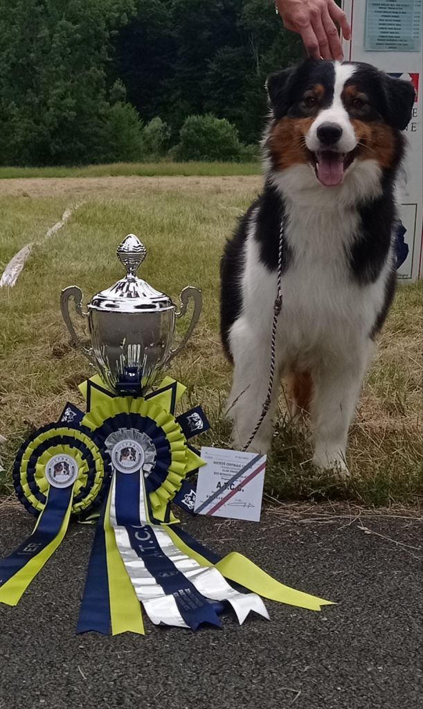 Synaï black De L'étoile Des Louves - 1ÈRE EXCELLENT + A.T.C.C. en COF