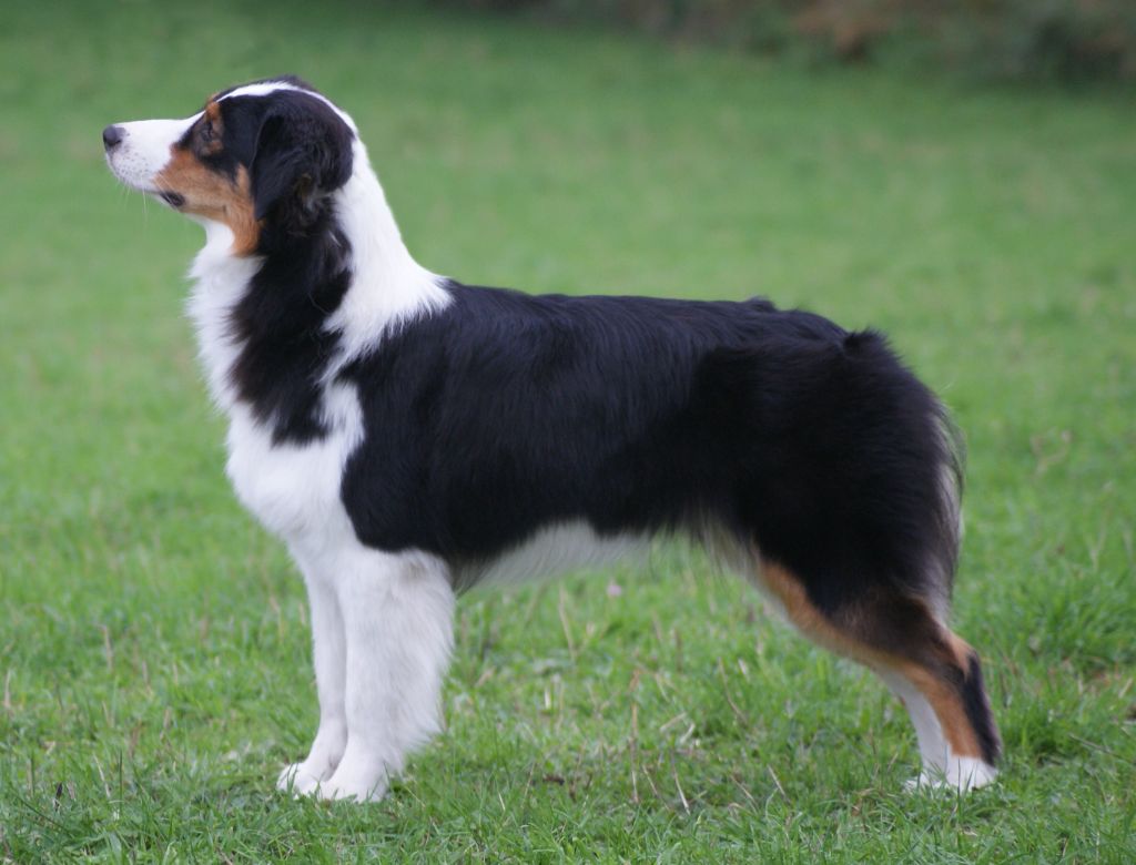 Synaï black De L'étoile Des Louves - 4ème EXCELLENT en CJF + confirmation