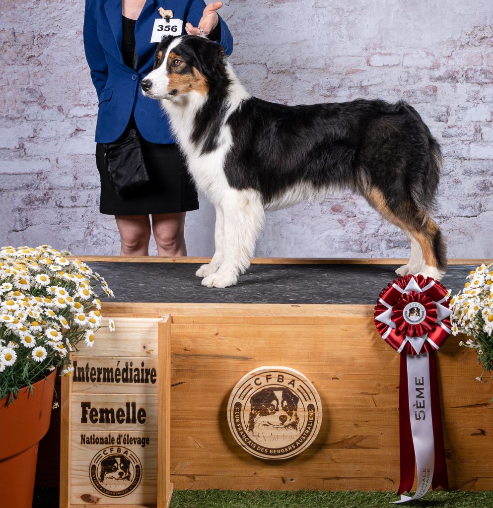 Synaï black De L'étoile Des Louves - 5ème EXCELLENT en CIF