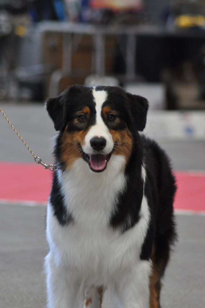 Synaï black De L'étoile Des Louves - 4ème EXCELLENT en CIF