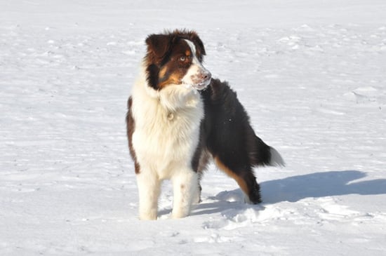 Publication : Loutchi Des Rioux Auteur : Bonnevialle Marie