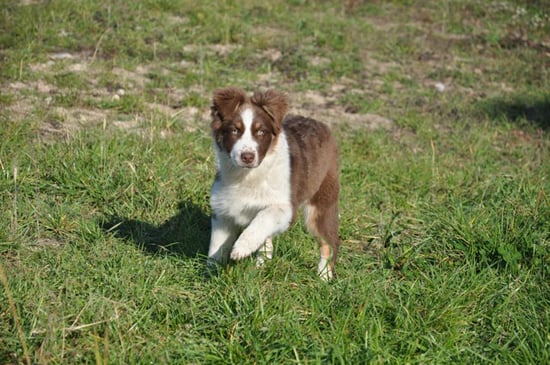 Publication : Loutchi Des Rioux Auteur : Bonnevialle Marie